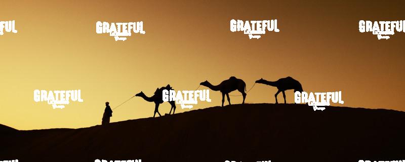 Man walking camels through the desert in India