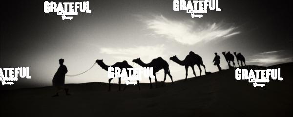 Men walking camels through the desert in India