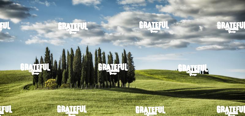 Famous tree grove in Val D'Orcia Tuscany