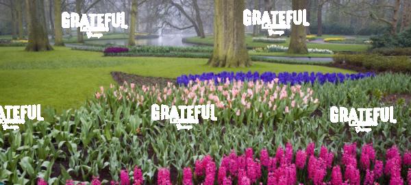 Keukenhof Gardens of Europe, Amsterdam, Holland