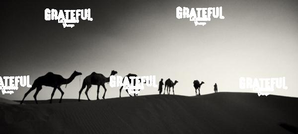 Man walking camels through the desert in India 2