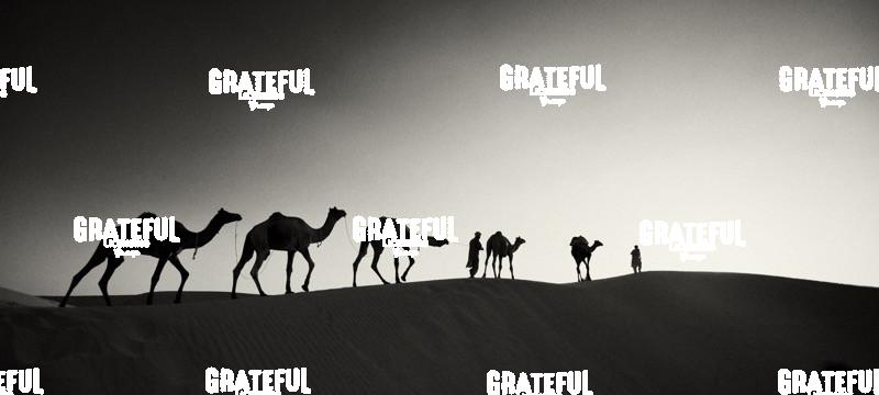 Man walking camels through the desert in India 2