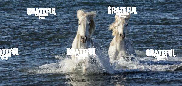 Camargue horses running in the ocean