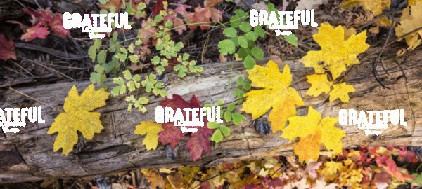 Fall color in Sedona, Arizona