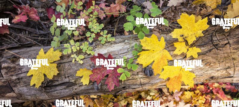 Fall color in Sedona, Arizona