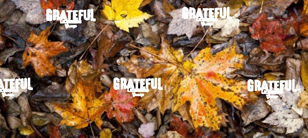 Leaves with fall color in Vermont