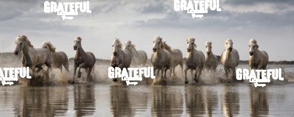 The White Horses of the Camargue running in the water in the South of France 3
