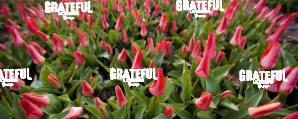 Red tulip gardens of Holland