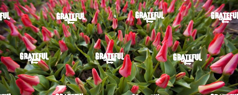 Red tulip gardens of Holland