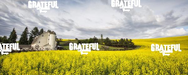 The Dahmen Barn and yellow Cannola Fields in the Palouse, Washington