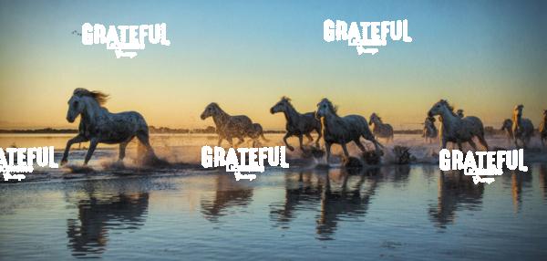 White horses of the Camargue panorama III