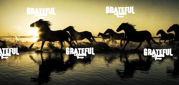 White horses of the Camargue panorama