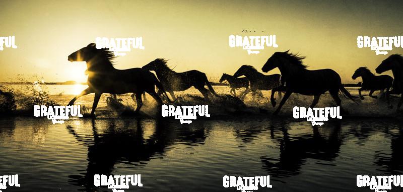 White horses of the Camargue panorama