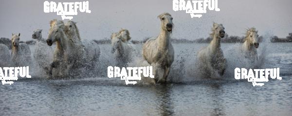 The White Horses of the Camargue running in the water in the South of France 5