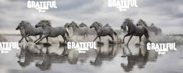 The White Horses of the Camargue running in the water in the South of France 4.jpg