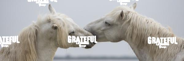 The white horses of the Camargue