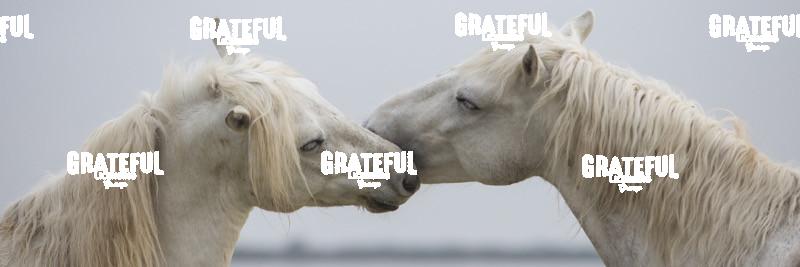 The white horses of the Camargue