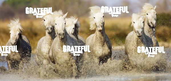 The white horses of the Camargue, France 5