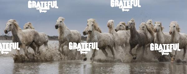 The White Horses of the Camargue running in the water in the South of France