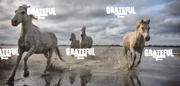 White horses of the Camargue panorama II