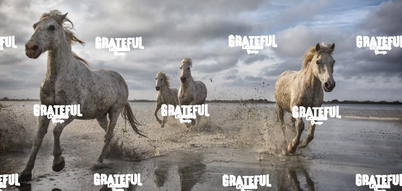 White horses of the Camargue panorama II