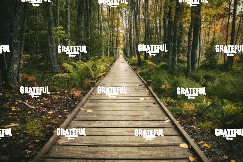 Wild Gardens of Acadia