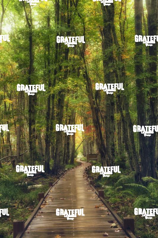 Wild Gardens of Acadia 2