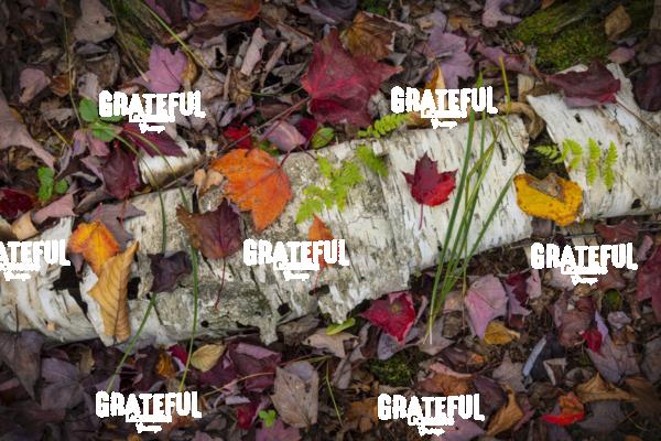 The Wild Gardens of Acadia National Park 2