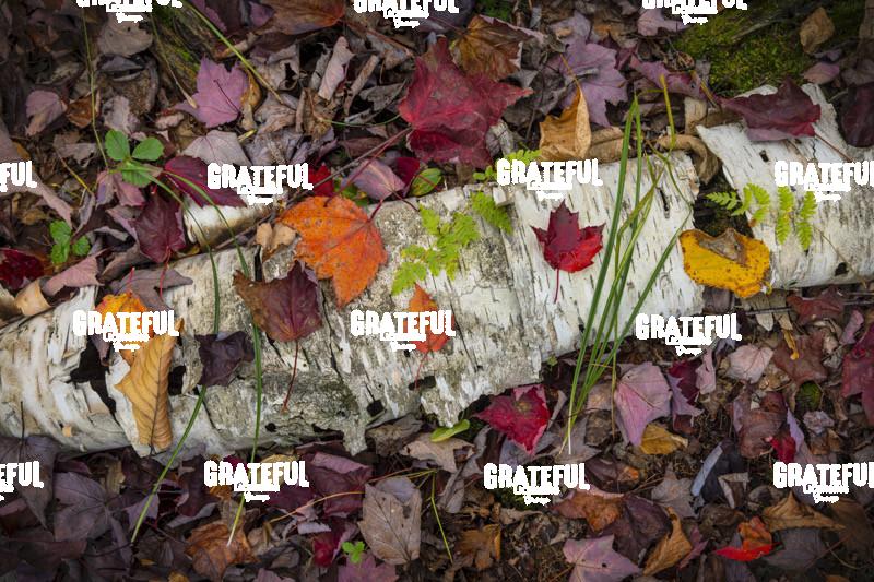 The Wild Gardens of Acadia National Park 2