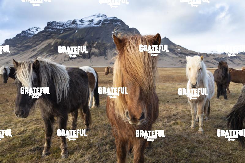 Icelandic horses in the countryside of Iceland 6