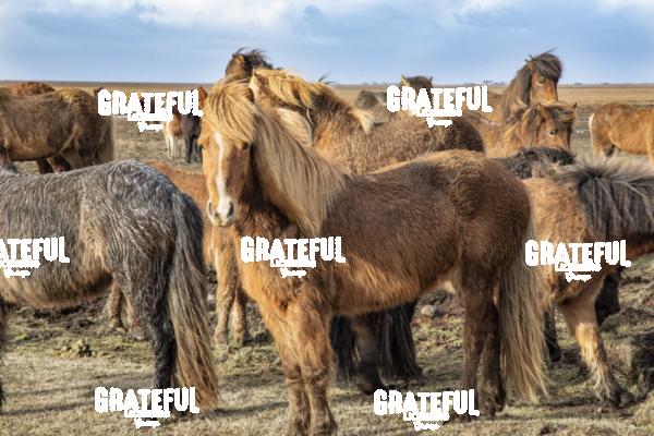 Icelandic horses in the countryside of Iceland 7