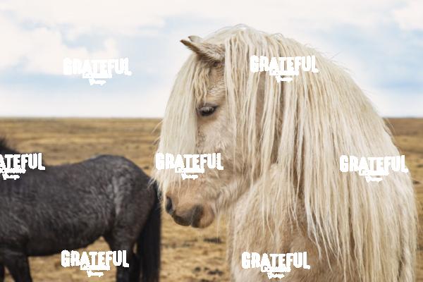 Icelandic Horses in the countryside of Iceland 11