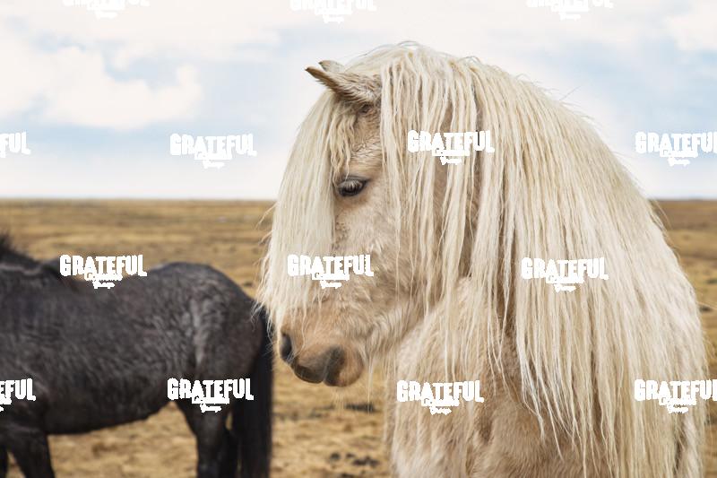Icelandic Horses in the countryside of Iceland 11