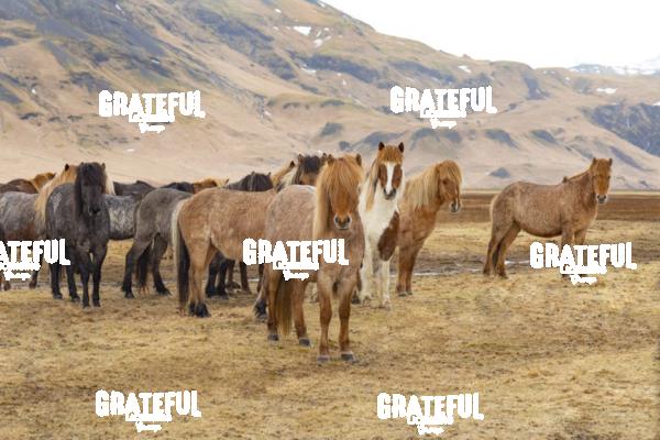 Icelandic horses in the countryside of Iceland 13
