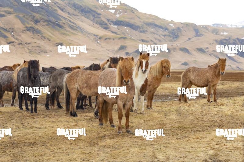 Icelandic horses in the countryside of Iceland 13