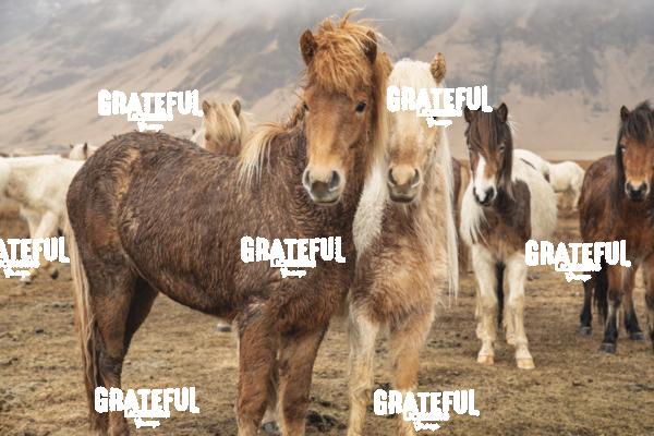 Icelandic horses in the countryside of Iceland 17