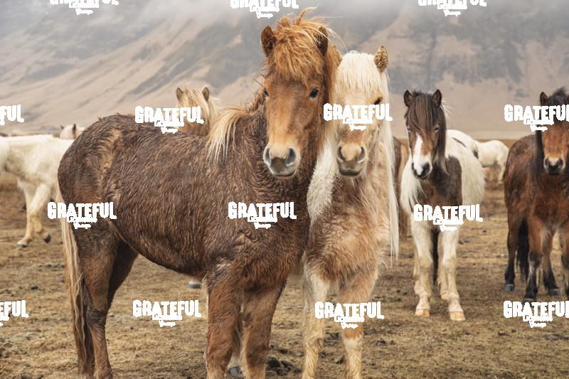 Icelandic horses in the countryside of Iceland 17