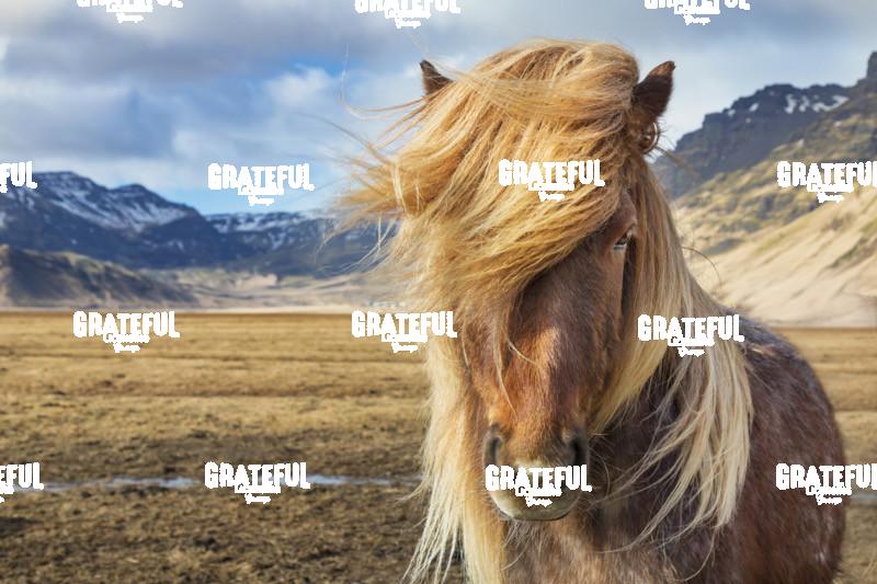 Icelandic horses in the countryside of Iceland 18