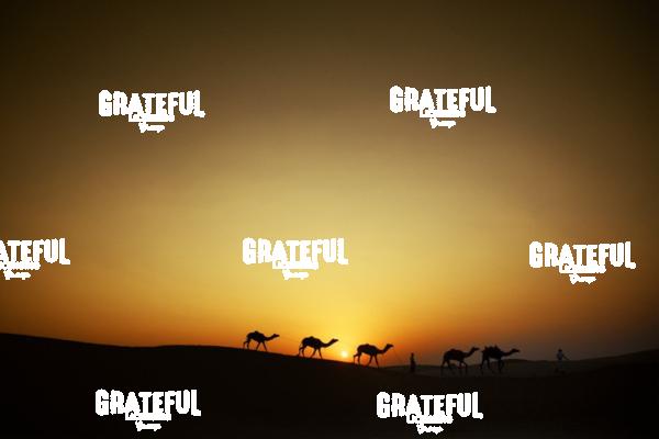 Camel train in the desert in India 3