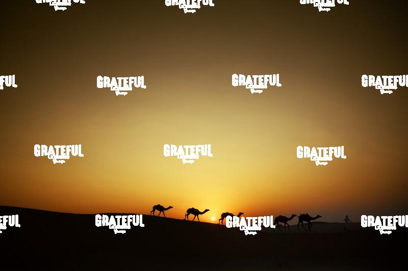 Camel train in the desert in India 3