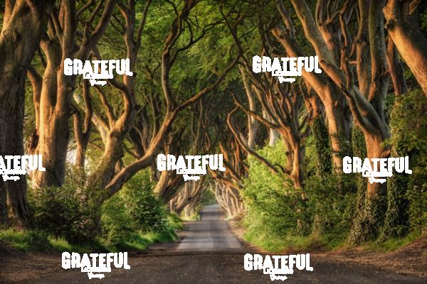The Stunning Dark Hedges of Northern Ireland 2