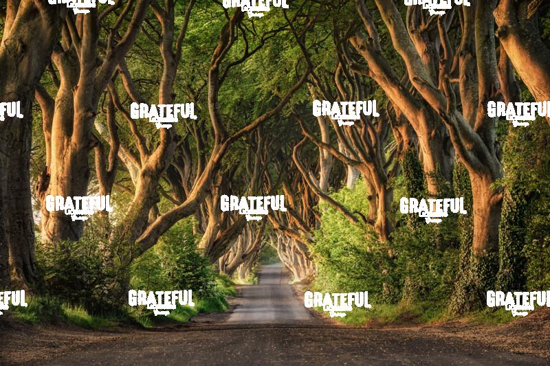 The Stunning Dark Hedges of Northern Ireland 2