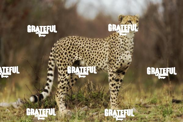Cheetah staring down it’s prey in the Massai Mara, Kenya