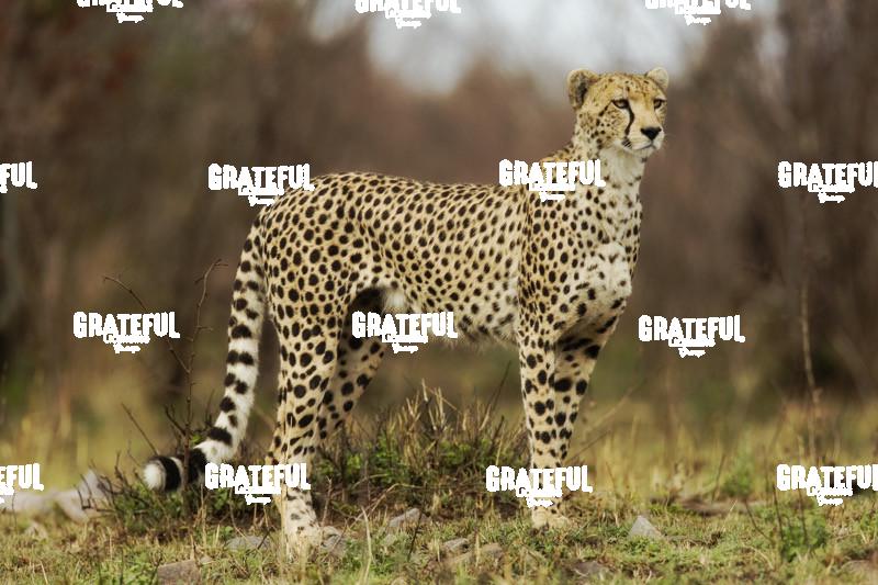 Cheetah staring down it’s prey in the Massai Mara, Kenya