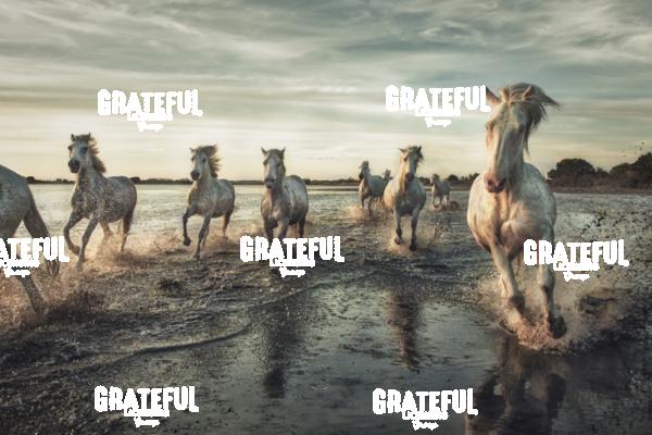 The White horses of the Camargue running on the beach in the south of France