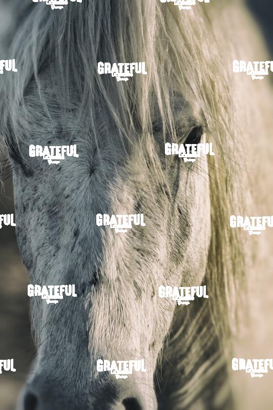 Close up of White Camargue Horse