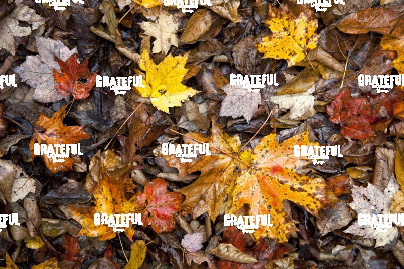 Fall Color in Vermont
