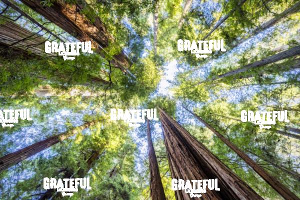 Jedediah Smith Redwood Park