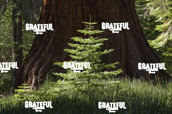Mother and Baby Redwood Tree in Yosemite
