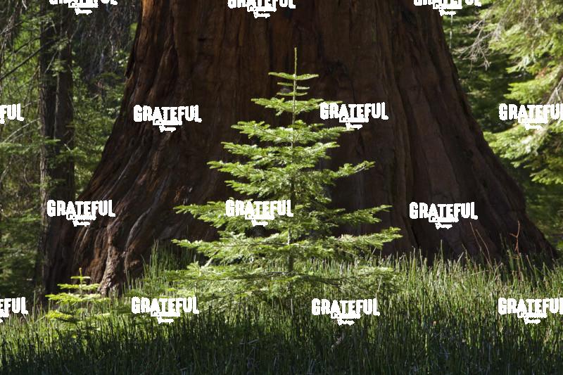 Mother and Baby Redwood Tree in Yosemite